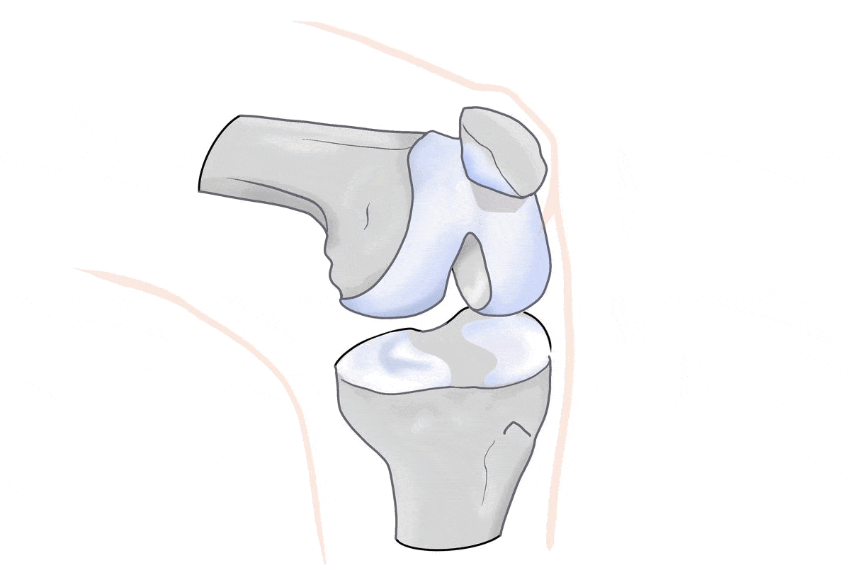 Anatomie knie