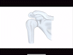 Schouder_anatomie_LL_AdobeExpress